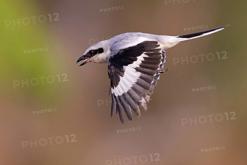 Great Grey Shrike