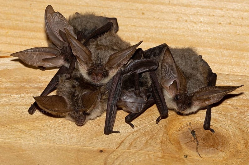 Grey long-eared bat