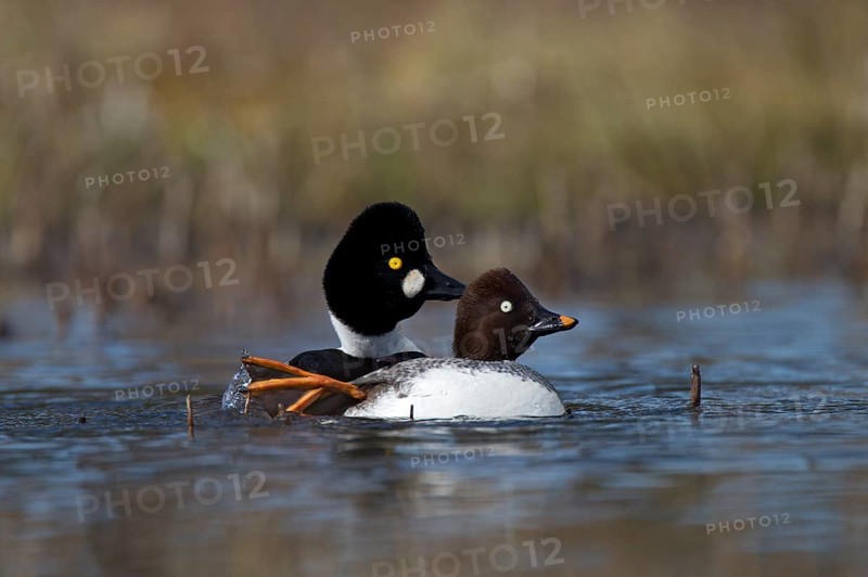 Common Goldeneye