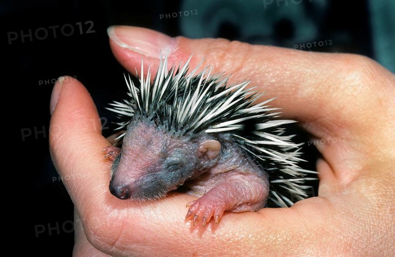 Orphan one-week-old European hedgehog