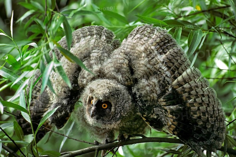 Long-eared owls