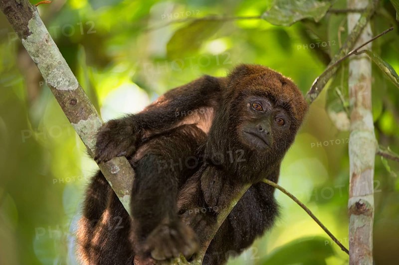 Brown Howler Monkey