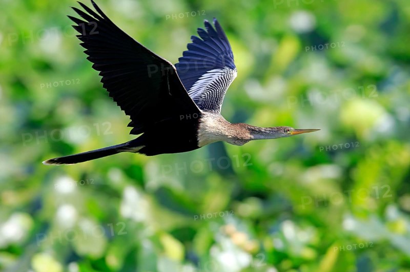 Anhinga