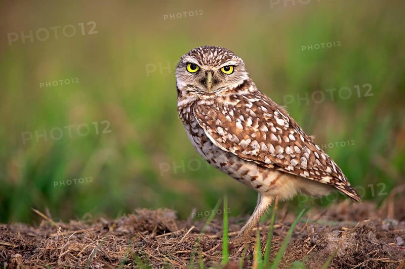 Burrowing owl