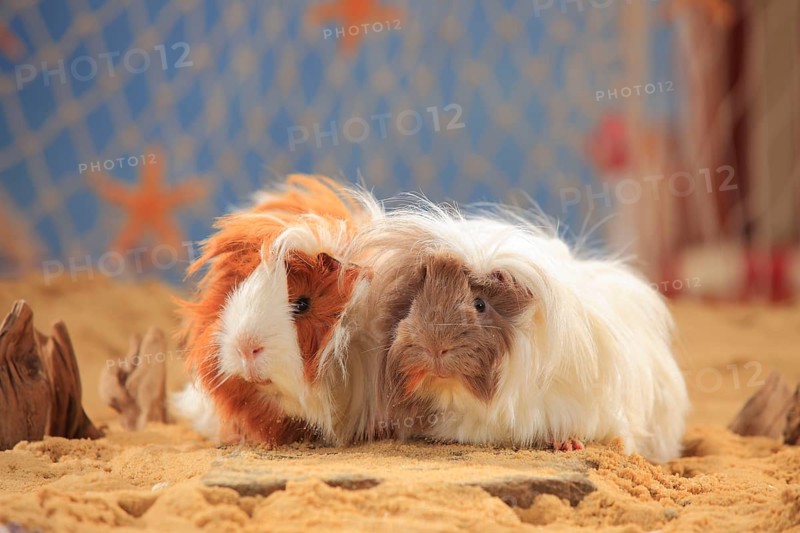 Angora guinea pig