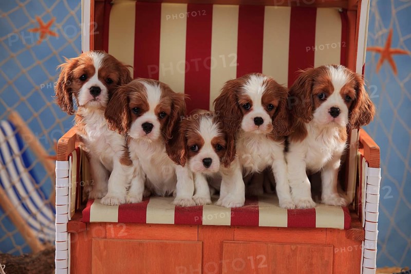 Cavalier King Charles Spaniel