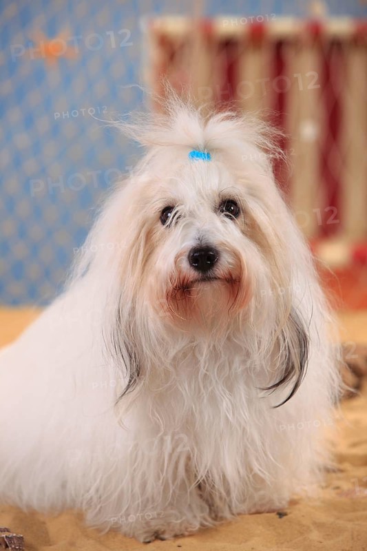 Coton de Tulear