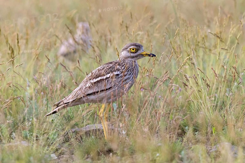Stone Curlew