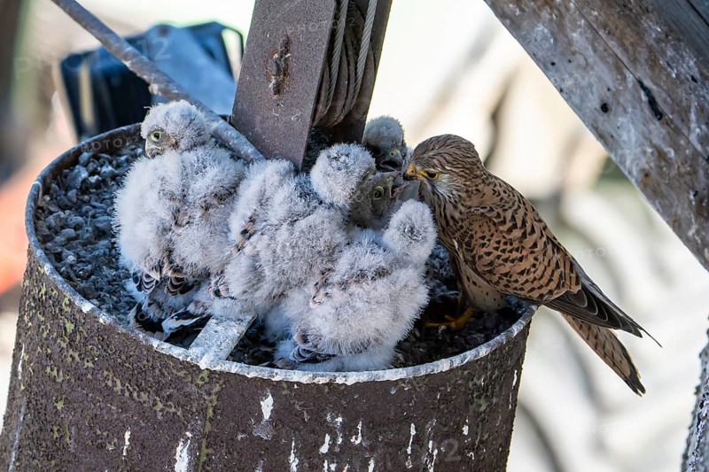 Common kestrel