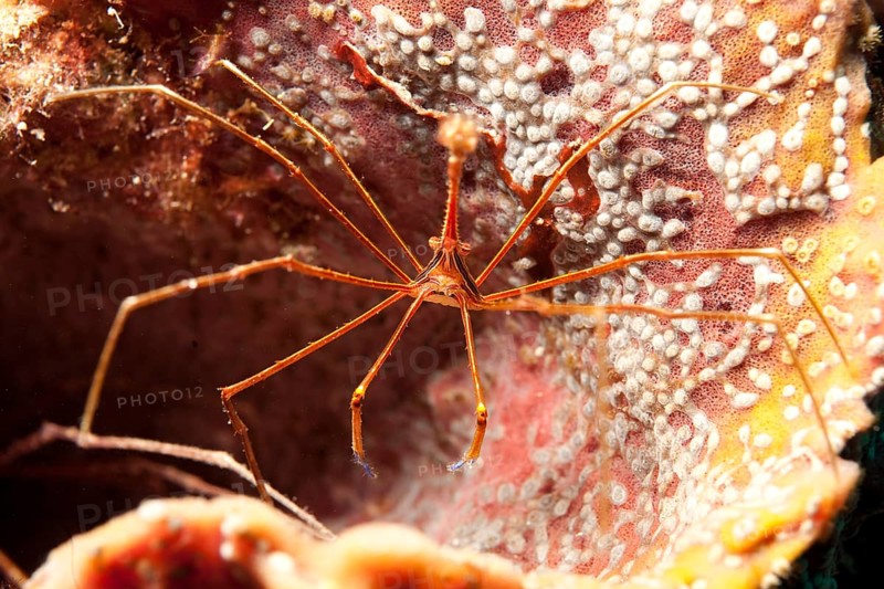 Yellowline arrow crab