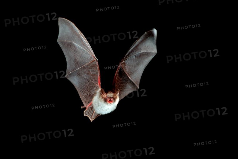 Natterer's bat