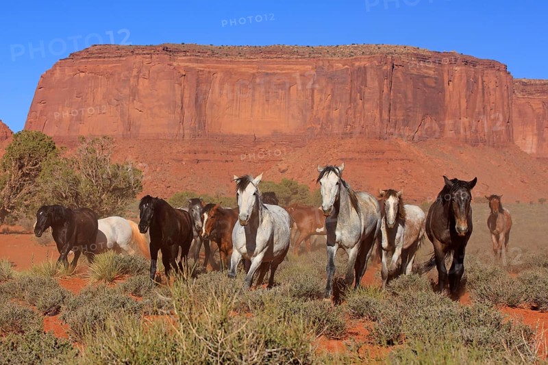 Mustangs