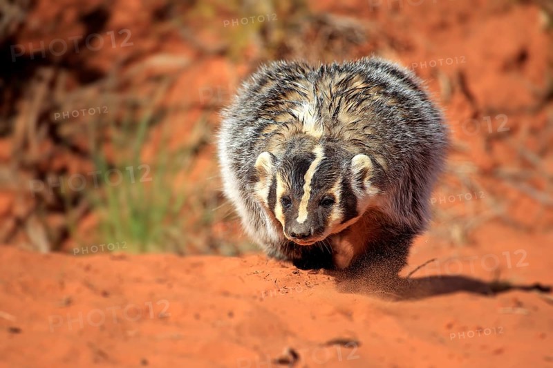 Badger