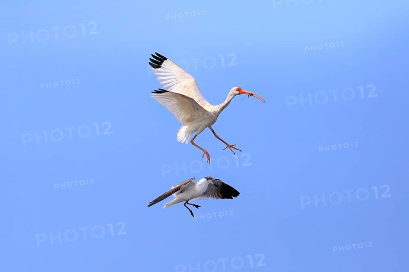 American white ibis