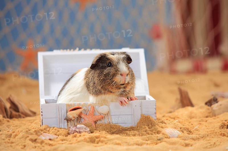 English Crested Guinea Pig Pig