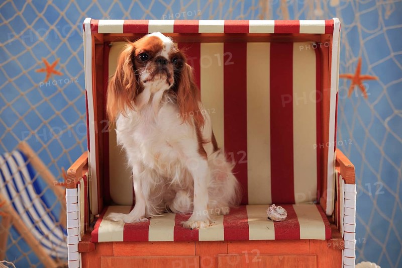 King Charles Spaniel