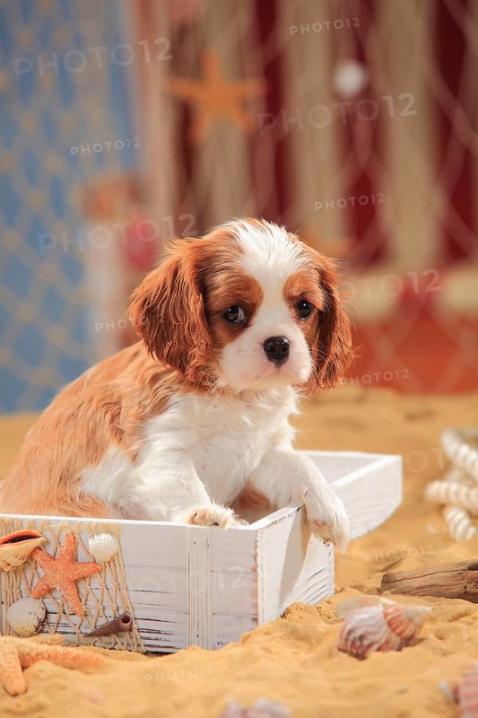 Cavalier King Charles Spaniel