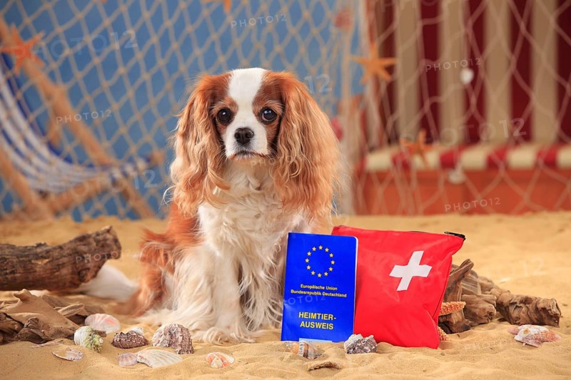 Cavalier King Charles Spaniel