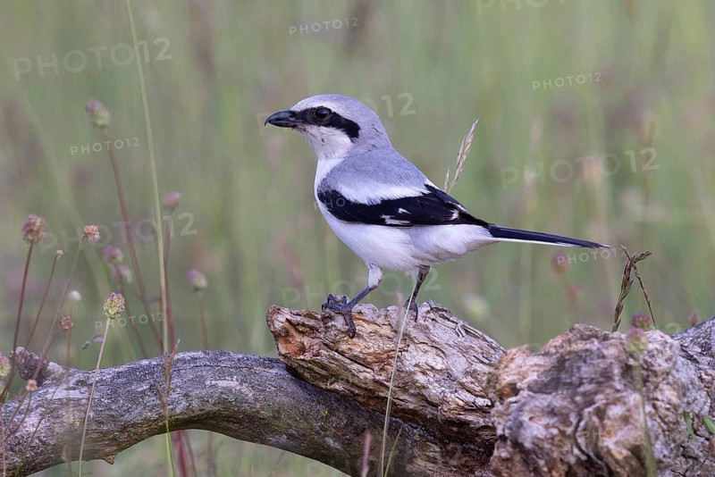 Great Grey Shrike