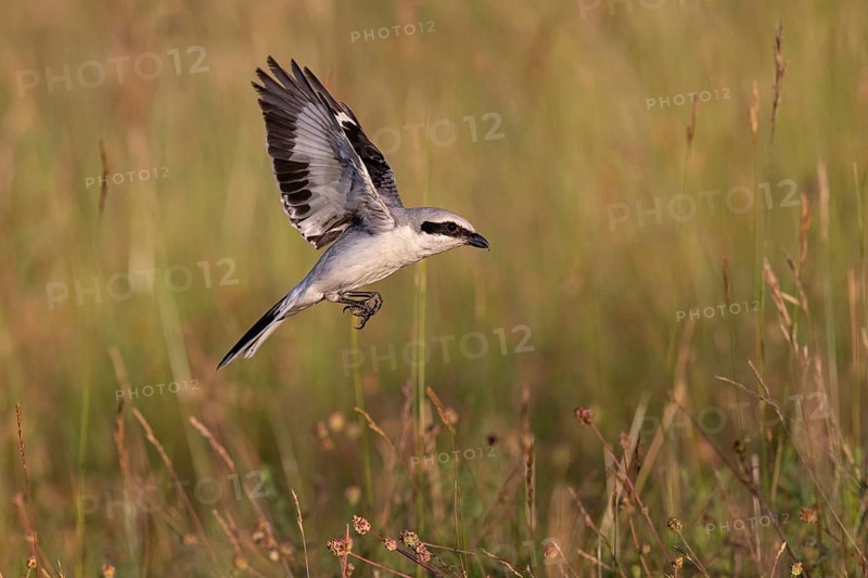 Great Grey Shrike