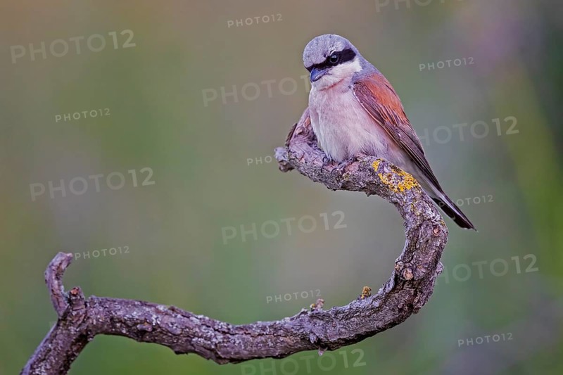 Red-backed Shrike