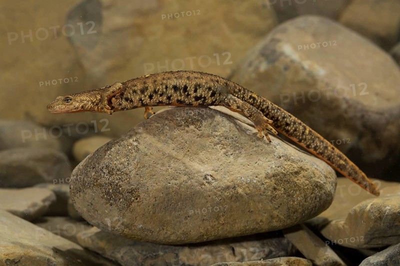 Pyrenean brook salamander