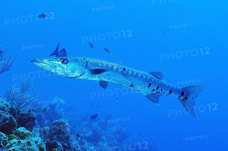 Great barracuda