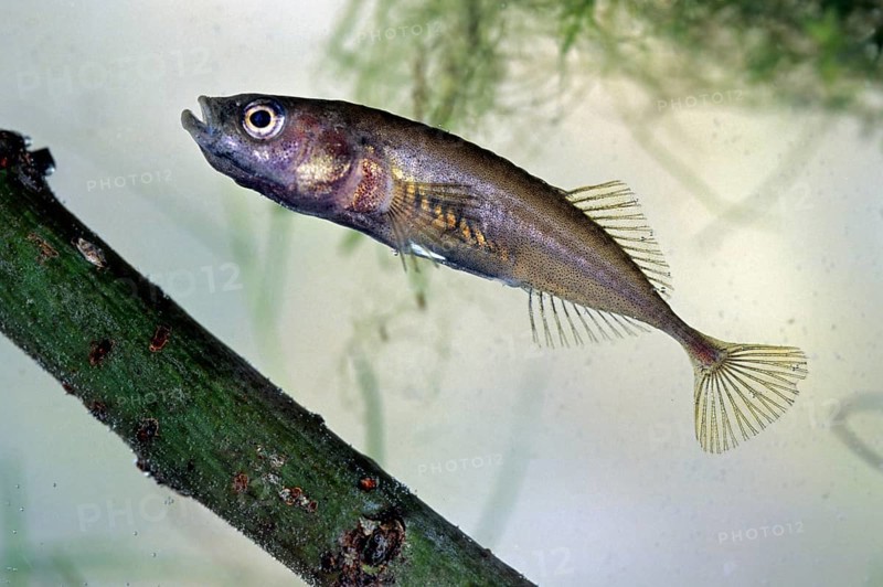 Three-spined stickleback