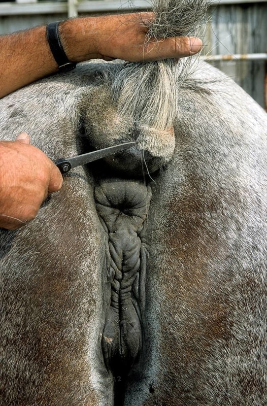 Cold-blooded horses