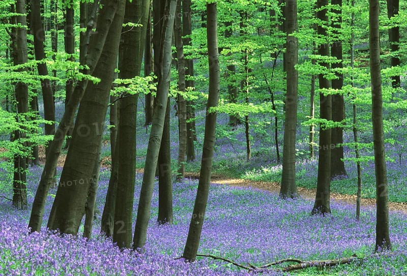 Bluebells