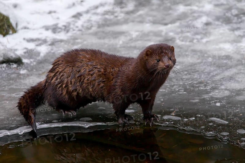 american minks
