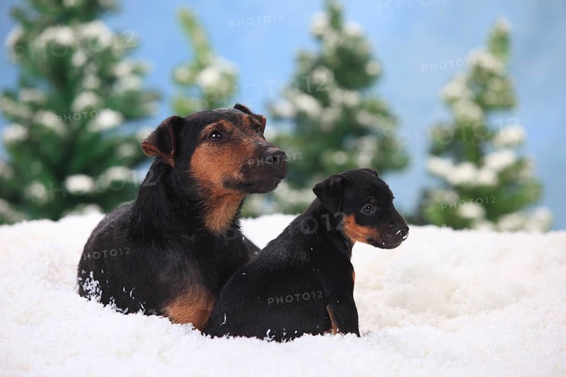 German Hunting Terrier