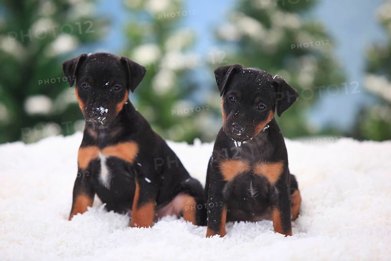 German Hunting Terrier