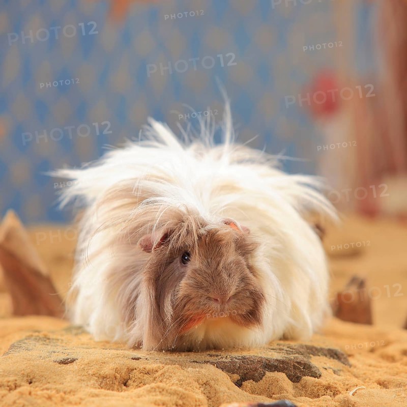 Angora Guinea Pig Pig