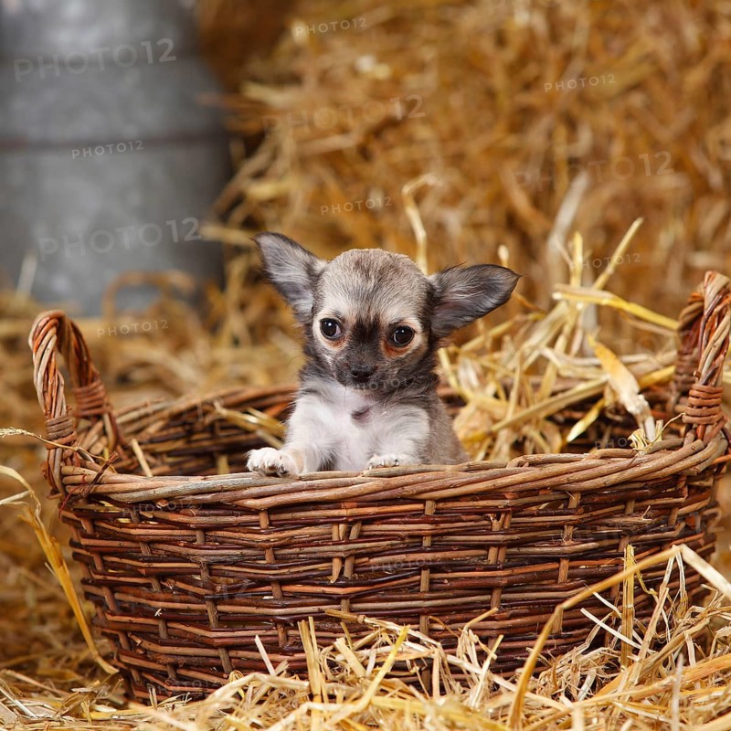 Chihuahua