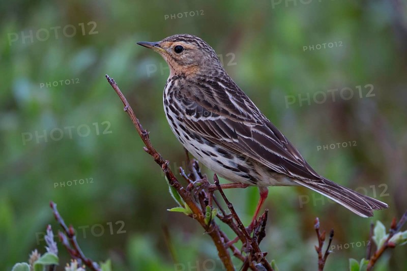 Red-throated Pipit