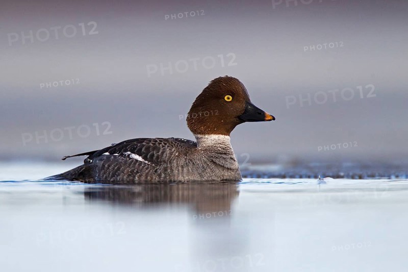 Common Goldeneye