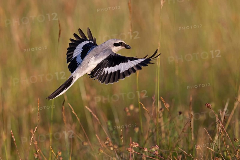 Great Grey Shrike
