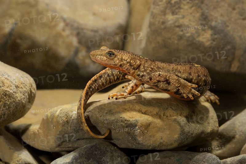 Pyrenean brook salamander