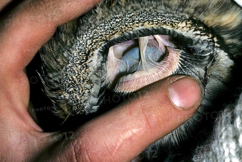 Close-up of the inner ear of the long-eared owl