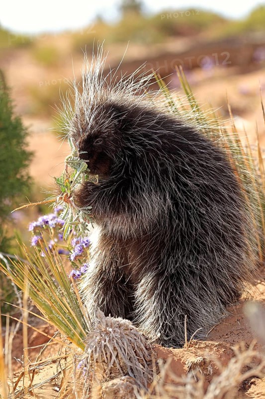 North american porcupine