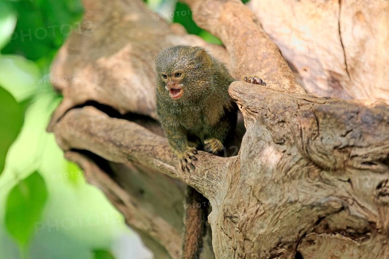 Pygmy marmoset