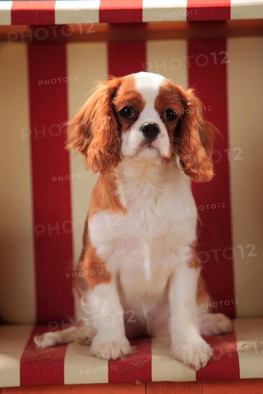 Cavalier King Charles Spaniel