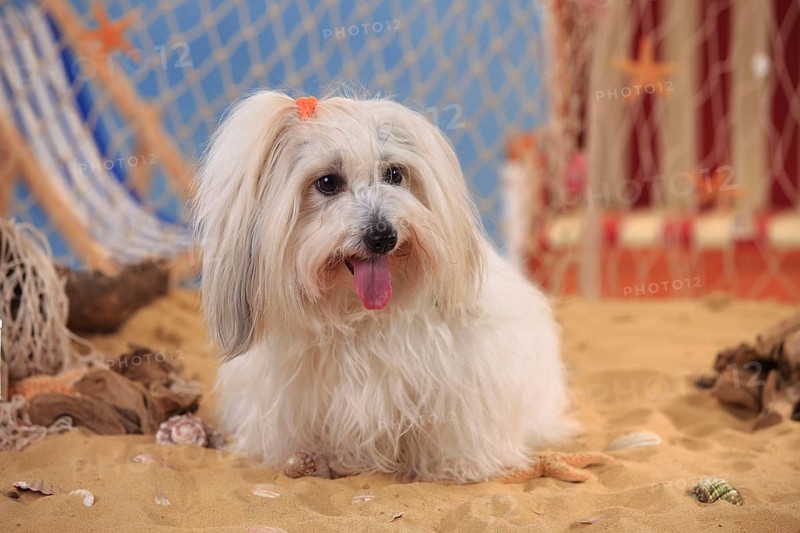 Coton de Tulear