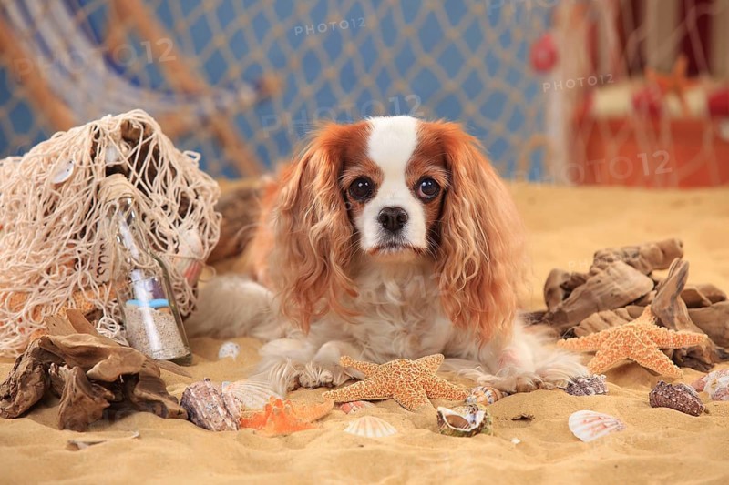 Cavalier King Charles Spaniel
