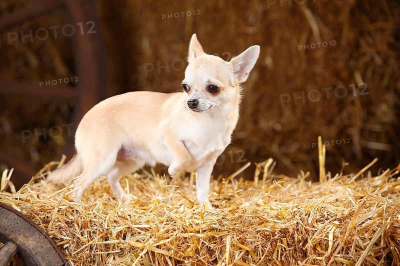 Chihuahua