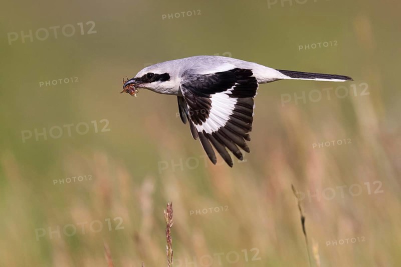 Great Grey Shrike