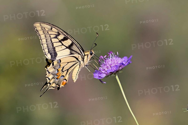 Swallowtail