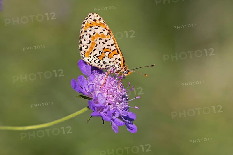 Spotted fritillary