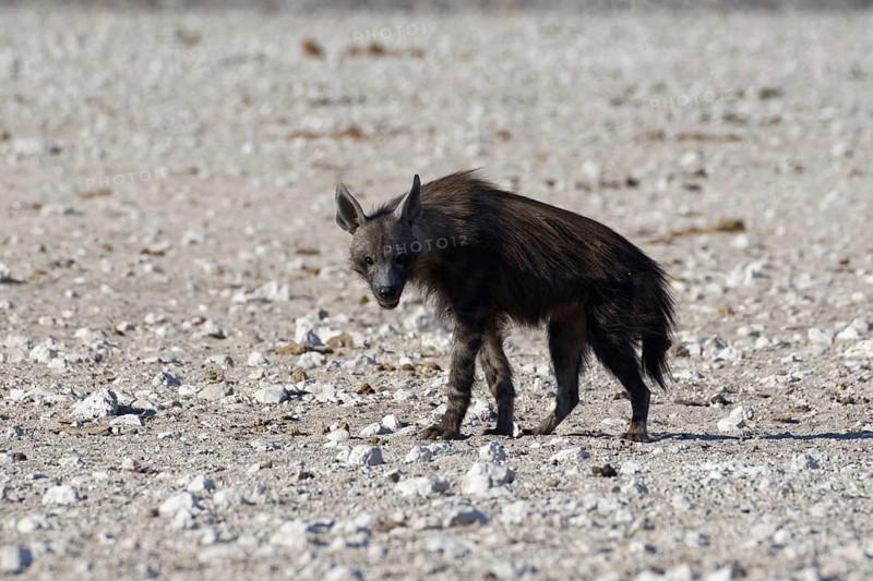 Brown hyena